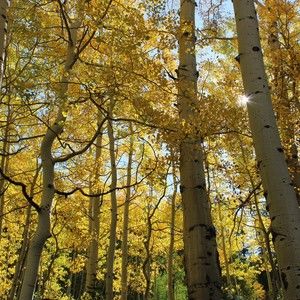 Meet your Posher, Lexine